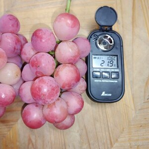 【2026年先行受付】2026年9月中旬発送「牧丘天空クイーンニーナ」約1kg(2~3房)【配送不可地域:離島・沖縄県】【1473341】