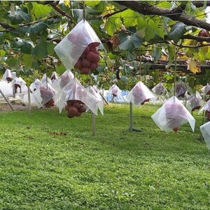 【2026年先行受付】2026年9月下旬発送「牧丘天空クイーンニーナ」 約1kg(2~3房)【配送不可地域:離島・沖縄県】【1473342】