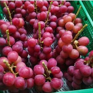 【2026年先行受付】2026年9月下旬発送「牧丘天空クイーンニーナ」 約1kg(2~3房)【配送不可地域:離島・沖縄県】【1473342】