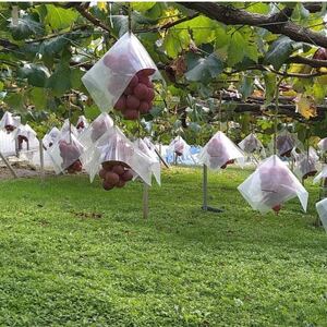 【2026年先行受付】2026年10月上旬発送「牧丘天空の丘クイーンニーナ」約1kg(2~3房)【配送不可地域:離島・沖縄県】【1473343】