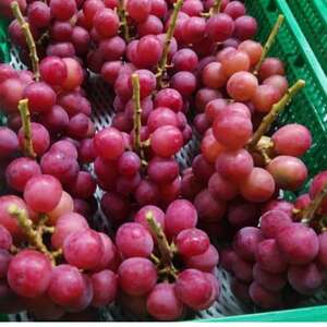 【2026年先行受付】2026年10月上旬発送「牧丘天空の丘クイーンニーナ」約1kg(2~3房)【配送不可地域:離島・沖縄県】【1473343】