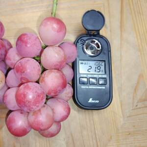 【2026年先行受付】2026年10月上旬発送「牧丘天空の丘クイーンニーナ」約1kg(2~3房)【配送不可地域:離島・沖縄県】【1473343】