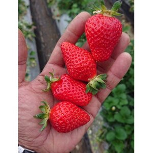 【いちご280g×4パック】坂の上のいちご 山梨県山梨市産【配送不可地域：離島】【1264594】