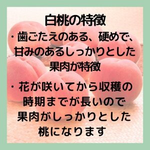 【2026年先行予約】山梨・萩原フルーツ農園の白桃　S (約1.3kg/3～5個)【配送不可地域：離島】【1477609】