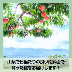 【2026年先行予約】山梨・萩原フルーツ農園の白桃　S (約1.3kg/3～5個)【配送不可地域：離島】【1477609】