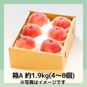 【2026年先行予約】山梨・萩原フルーツ農園の白桃　A (約1.9kg 4～8個)【配送不可地域：離島】【1477610】