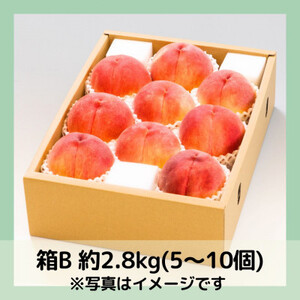 【2026年先行予約】山梨・萩原フルーツ農園の白桃　B (約2.8kg 5～10個)【配送不可地域：離島】【1477611】