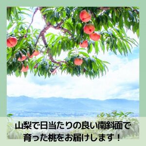 【2026年先行予約】山梨・萩原フルーツ農園の白桃　C (約3.7kg 7～12個)【配送不可地域：離島】【1477612】