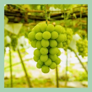 山梨 はぎふる ノンアルコールスパークリング シャインマスカット 300ml×2本 (化粧箱入)【1482160】