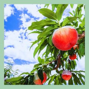 山梨 はぎふる 手作りフルーツコンポート【桃・シャインマスカット】2本セット【1482163】