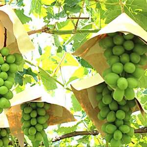 【2026年発送 先行受付】山梨市 シャインマスカット(約2kg)3～5房入り 化粧箱入り【配送不可地域：離島・沖縄県】【1484816】