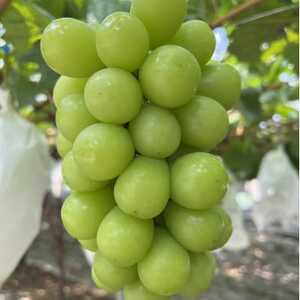 【本場山梨の真骨頂】全国に先駆けて話題のハウスオブシャインマスカットの旬を堪能2026年6月上旬発送【配送不可地域：離島】【1494994】