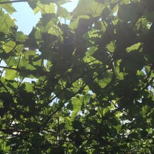 【本場山梨の真骨頂】全国に先駆けて話題のハウスオブシャインマスカットの旬を堪能2026年6月上旬発送【配送不可地域：離島】【1494994】