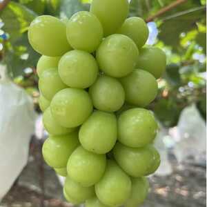 【本場山梨の旬を堪能】今、話題のハウスオブシャインマスカット全国に先駆け2026年6月中旬発送【配送不可地域：離島】【1494995】