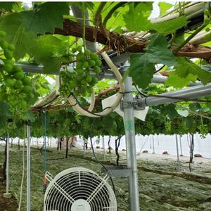 【本場山梨の旬を堪能】今、話題のハウスオブシャインマスカット全国に先駆け2026年6月中旬発送【配送不可地域：離島】【1494995】