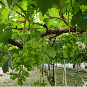 【唯一無二の逸品】ココだけしか味わえない幻のハウスオブシャインマスカット2026年6月下旬より発送【配送不可地域：離島】【1494998】