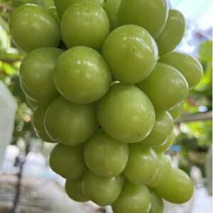 【幻のハウスオブシャインマスカット】今の時期しか収穫できない幻の逸品2026年6月下旬より発送【配送不可地域：離島】【1495010】