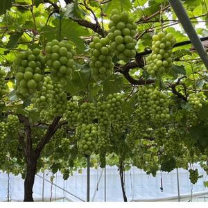 【幻のハウスオブシャインマスカット】今の時期しか収穫できない幻の逸品2026年6月下旬より発送【配送不可地域：離島】【1495010】