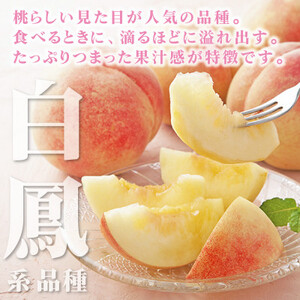 2026年先行受付　山梨県産 桃 白鳳系 1kg以上(3～5玉) フルーツ王国・山梨から産地直送【配送不可地域：離島・沖縄県】【1137259】