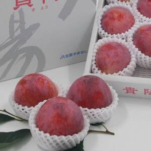 【2026年先行予約】すもも『中玉貴陽』約1.5kg(7~10玉)【配送不可地域:離島】【1395560】