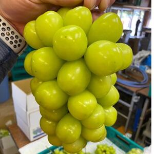 【本場山梨誇る】高糖度×大粒が織りなす甲州戦国シャインマスカットプレミアム2026年9月下旬より発送【配送不可地域：離島】【1495754】