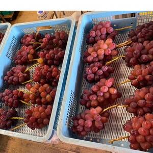 【早い者勝ち】本場山梨が誇る幻の傑作『富士の輝』贈答プレミアム2026年9月中旬発送【配送不可地域：離島】【1495733】