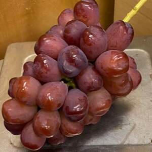 【超希少なレア品種】ごく限られた生産者しか許されない贈答プレミアム富士の輝2026年9月下旬より発送【配送不可地域：離島】【1495734】