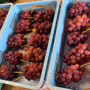 【超希少なレア品種】ごく限られた生産者しか許されない贈答プレミアム富士の輝2026年9月下旬より発送【配送不可地域：離島】【1495734】