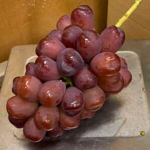 【見つけたらラッキー】この時期しか食べれない数に限りのある希少品種富士の輝2026年9月下旬より発送【配送不可地域：離島】【1495749】