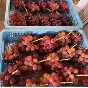 【見つけたらラッキー】この時期しか食べれない数に限りのある希少品種富士の輝2026年9月下旬より発送【配送不可地域：離島】【1495749】