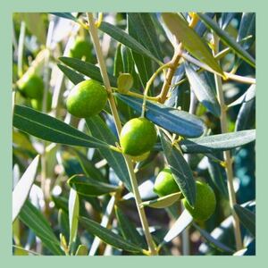 山梨 はぎふる　≪自家製≫オリーブ塩漬け 3本 化粧箱入り【1486149】