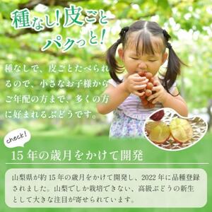 2026年発送【数量限定】山梨県産 希少品種「サンシャインレッド」1房 約500～600g 化粧箱入【配送不可地域：離島・沖縄県】【1515303】