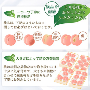 【2026年発送 先行受付】山梨厳選旬の桃 約3kg(8～12玉)【配送不可地域：離島】【1542059】