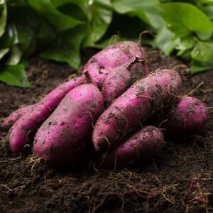 【最高糖度50度】贅を極めた100日熟成ギリギリまで糖化シャトーブリアン焼き芋2026年1月上旬発送【配送不可地域：離島】【1494210】