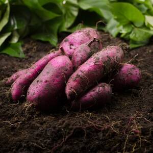 【驚異の100日熟成】ギリギリまで糖化させた幻のシャトーブリアン焼き芋2026年1月中旬より発送【配送不可地域:離島】【1494211】