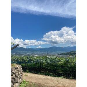 【2026年先行予約】ピオーネ2～3房(約1.5kg)【配送不可地域：離島】【1555648】