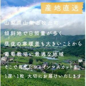 【2026年1月発送】冬に食べられる シャインマスカット 粒 (1kg以上)山梨産【配送不可地域:離島・沖縄県】【1560611】