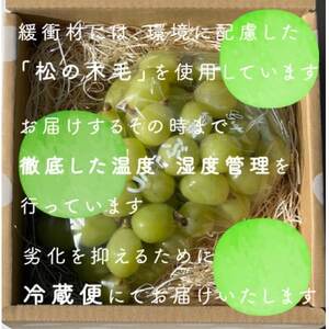 【2026年1月発送】冬に食べられる シャインマスカット 粒 (1kg以上)山梨産【配送不可地域:離島・沖縄県】【1560611】