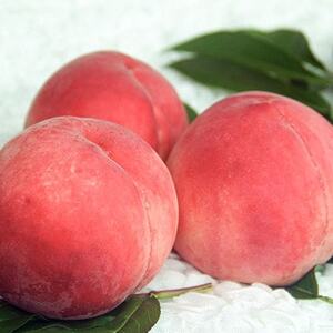 【ふるさと納税】2026年先行予約 山梨県山梨市産 桃 約2kg(5～8玉)【配送不可地域：離島】【1560863】