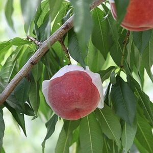 【ふるさと納税】2026年先行予約 山梨県山梨市産 桃 約2kg(5～8玉)【配送不可地域：離島】【1560863】