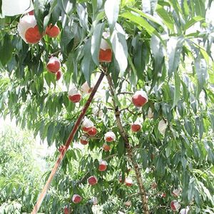 【ふるさと納税】2026年先行予約 山梨県山梨市産 桃 約2kg(5～8玉)【配送不可地域：離島】【1560863】