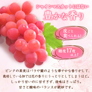 ピンクのシャインマスカットふるさと納税にピンクシャイン登場 2～3房1kg程度【配送不可地域：離島】【1561472】