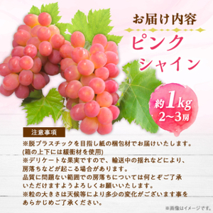 ピンクのシャインマスカットふるさと納税にピンクシャイン登場 2～3房1kg程度【配送不可地域：離島】【1561472】