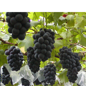 【2026年発送 先行受付】山梨産シャインマスカットと黒系葡萄2色セット【配送不可地域：離島】【1564591】