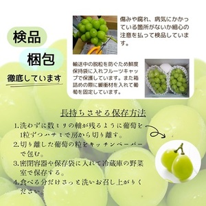 【2026年発送 先行受付】山梨産シャインマスカットと黒系葡萄2色セット【配送不可地域：離島】【1564591】