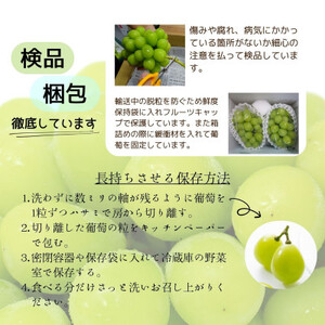 【2026年発送 先行受付】シャインマスカット　2～3房 1.5kg【配送不可地域：離島】【1565515】