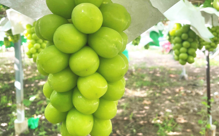 【2026年発送 先行受付】シャインマスカット　2房 1kg【配送不可地域：離島】【1565519】