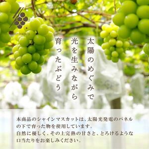 【先行受付2026年発送】 シャインマスカット 4～6房(計約2.4kg)【訳あり】【配送不可地域：離島・沖縄県】【1567962】