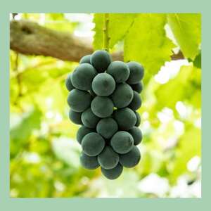 山梨 はぎふる【数量限定】あらしぼり 桃ジュース・ぶどうジュース 各1本【1575195】