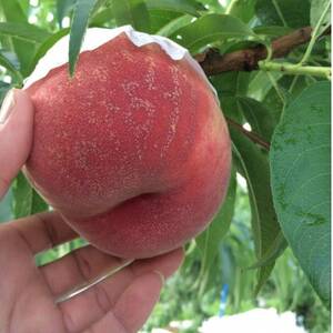 人気ゴールデン番組で話題沸騰!桃通が好む本場『硬甘桃』お試し約1kg8月上旬発送【配送不可地域：離島・北海道・沖縄県・中国・四国・九州】【1410778】